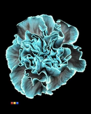 <h4>Dianthus St Navy Blue</h4>