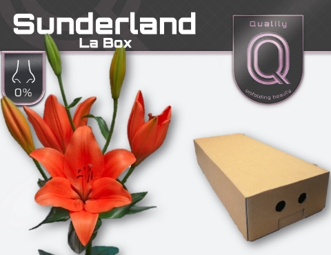 <h4>LI LA SUNDERLAND LA BOX 4+</h4>