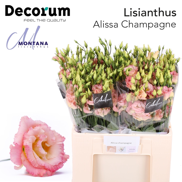 <h4>Lisianthus Alissa champagne 60cm</h4>