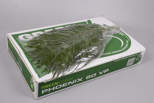 <h4>Leaf phoenix roebelenii vacuum Orca</h4>