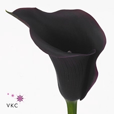 <h4>Calla Carrera | Extra Large Flowers</h4>