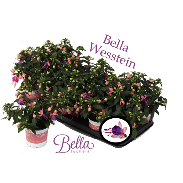 <h4>Bella Fuchsia 'Mariska' ( Staand )</h4>