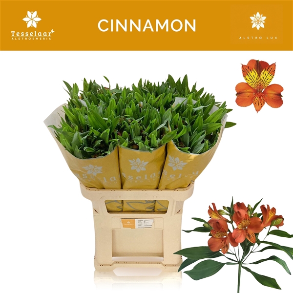 <h4>Alstroemeria Cinnamon 60 gr</h4>