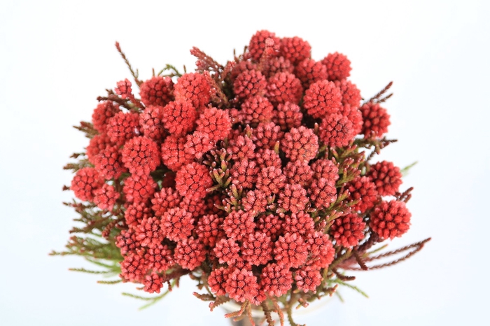 <h4>Kaaps Groen Brunia Fraga (clusterstar Raspberry)</h4>