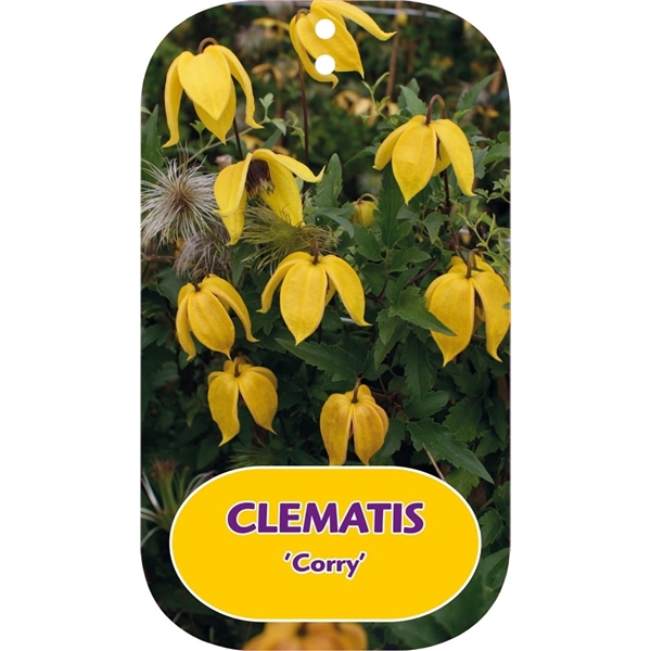 <h4>Clematis 'Corry'</h4>