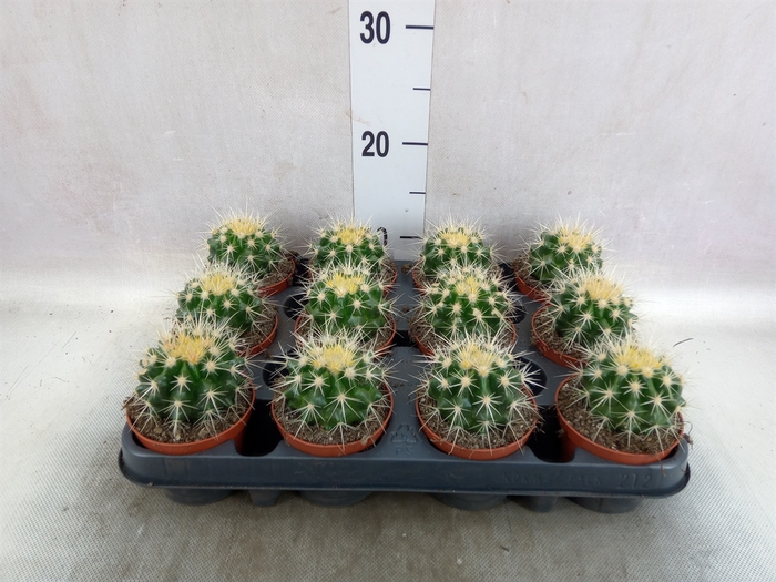 <h4>Echinocactus grusonii</h4>