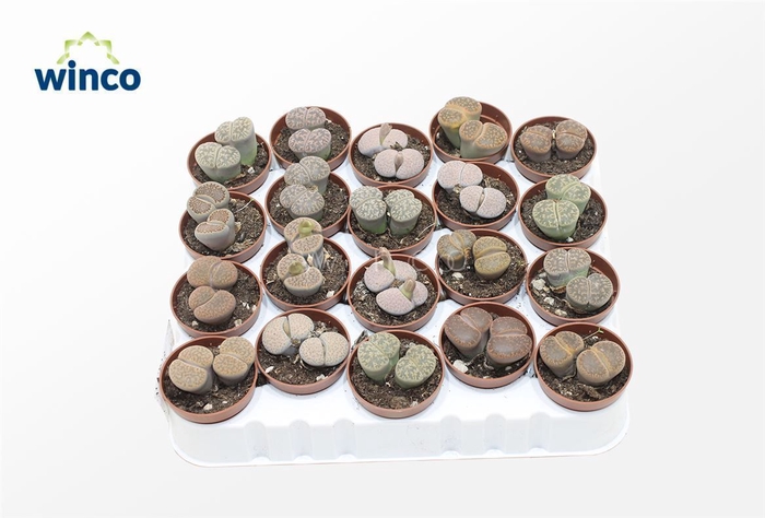 <h4>Lithops (duo)</h4>