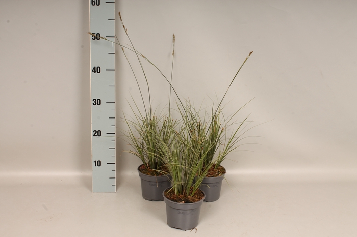 <h4>Overig 12 cm Carex brunnea Variegata</h4>