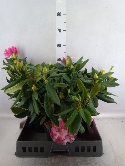 <h4>Rhododendron CC 'Cosmopolita'</h4>