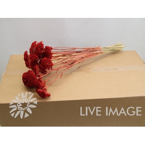 Dried achillea paint red