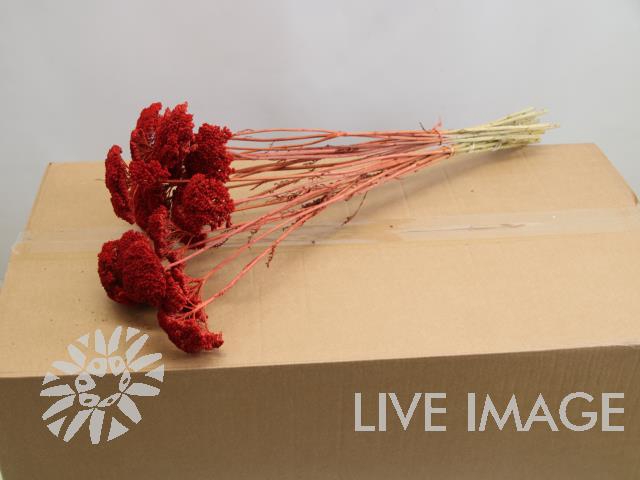 <h4>Dried achillea paint red</h4>