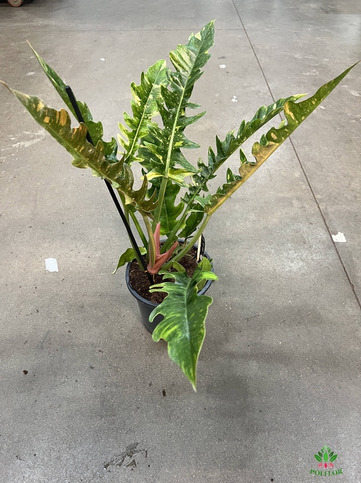 Philodendron Ring of Fire 19Ø 60cm