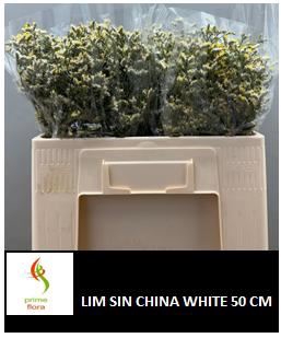 <h4>Limonium sin China White</h4>