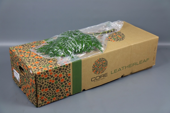 <h4>Leaf leather fern extra vacuum Core (arachniodes)</h4>