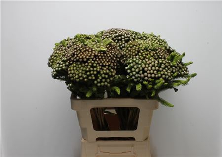 <h4>Kaaps Brunia Albiflora Medium</h4>