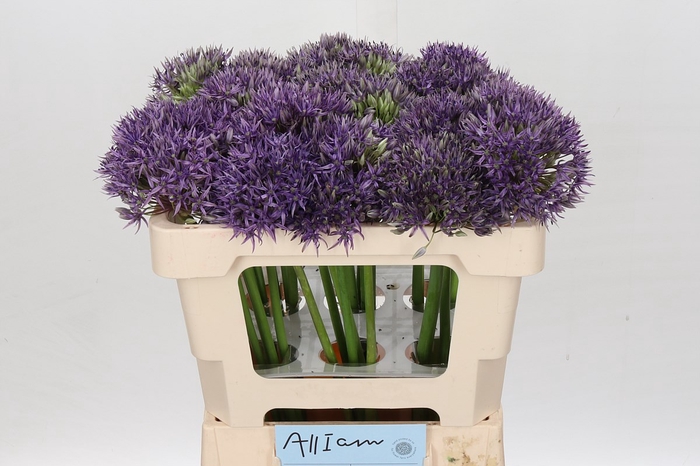 <h4>Allium jackpot</h4>