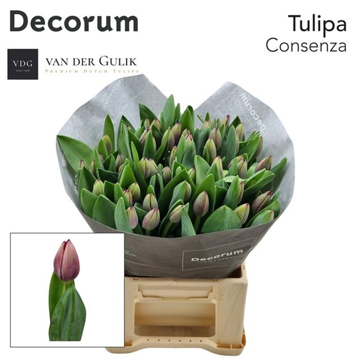 <h4>Tulipa enke. enkel overig</h4>