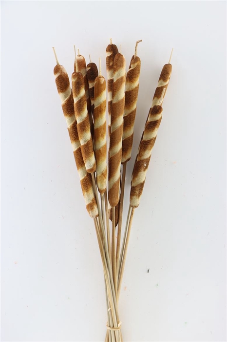 <h4>Dried Typha Tigre 10pc Bunch</h4>