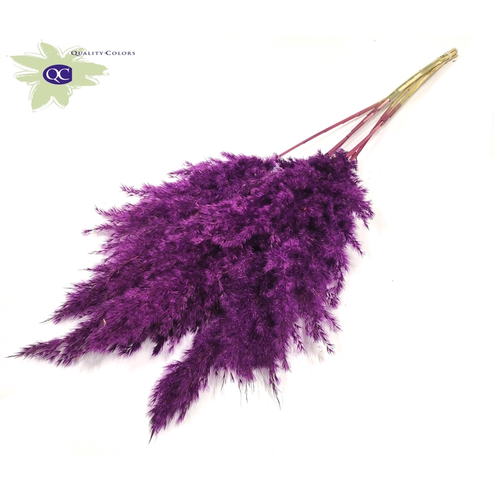 <h4>Pampas Grass 100cm 5stems per bunch Purple</h4>