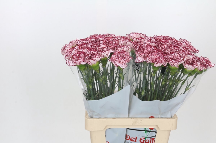 <h4>Dianthus St Olympia</h4>