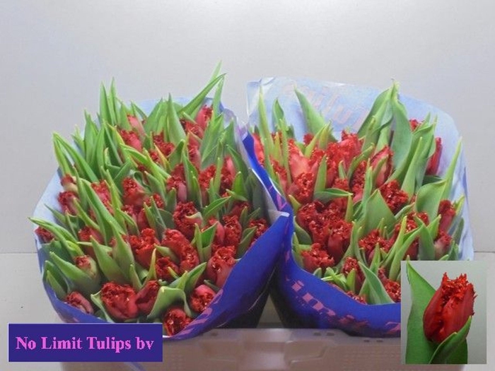 <h4>Tulipa (Fri. Indiana</h4>