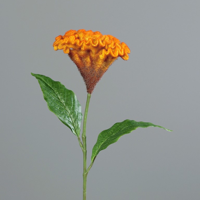<h4>Celosia 62 cm orange</h4>