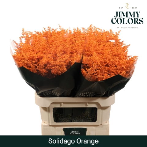 <h4>Solidago L70 Klbh. oranje</h4>