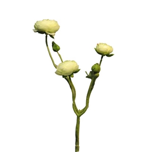SILK FLOWERS - RANONCULUS AZURA LT GREEN 48CM