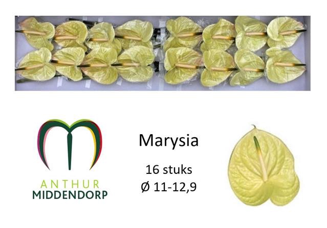 <h4>Anthurium marysia</h4>