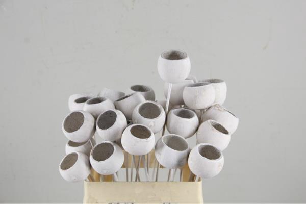 <h4>Stick Bell Cup White Wash</h4>