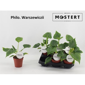 Philodendron Warscewiczii 12Ø 25cm