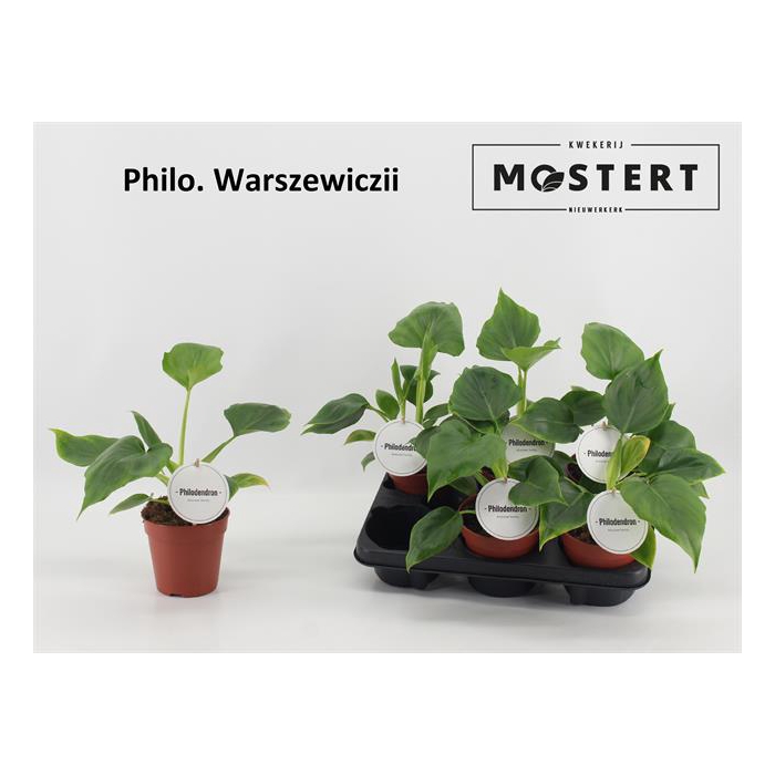 <h4>Philodendron Warscewiczii 12Ø 25cm</h4>