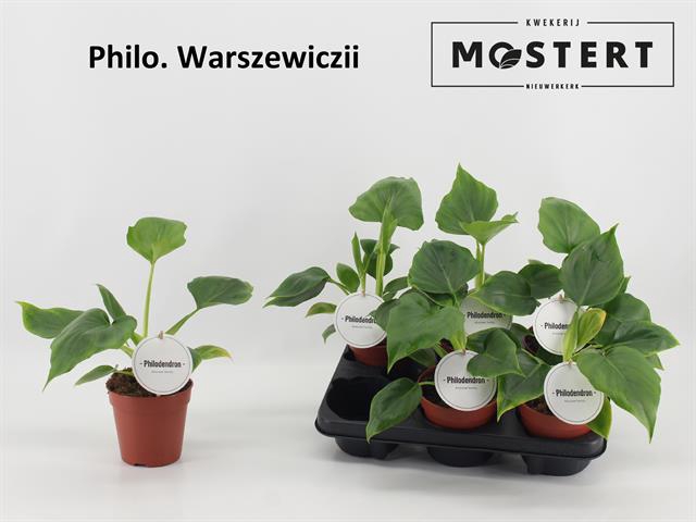 Philodendron Warscewiczii 12Ø 25cm