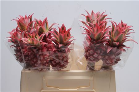 <h4>Ananas Small (middel)</h4>