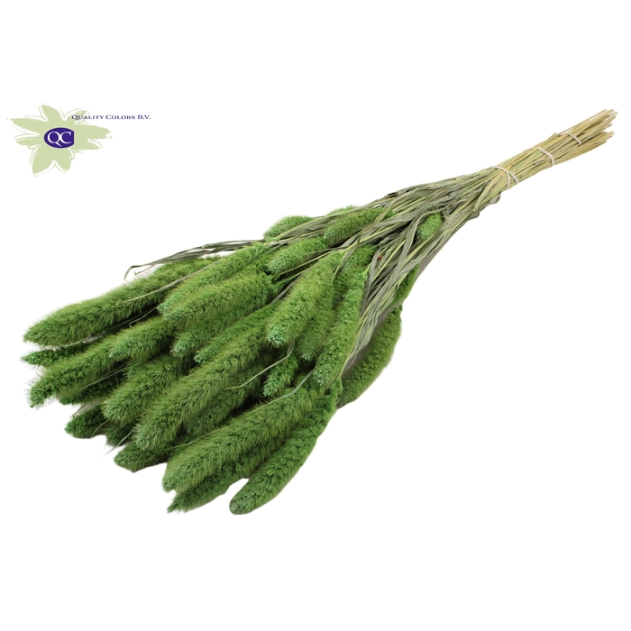 <h4>Setaria per bunch Frosted Mint green</h4>