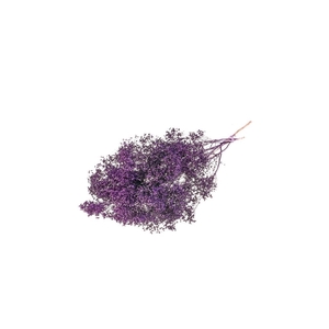 Broom bloom bunch SB purple