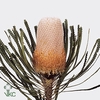 Banksia Hookeriana Small