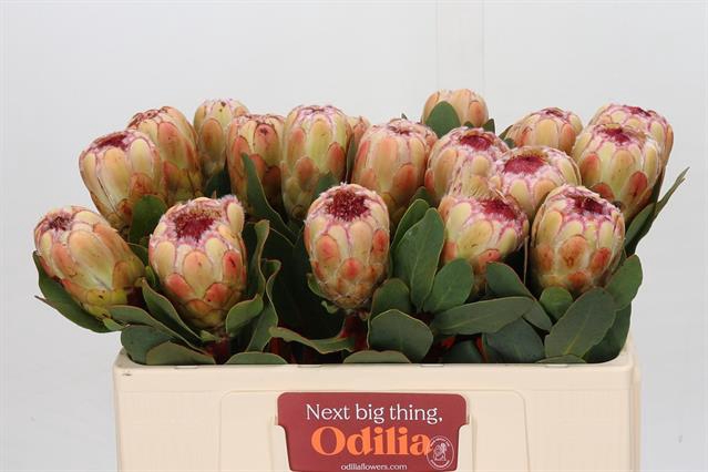 <h4>Protea grandicolor</h4>
