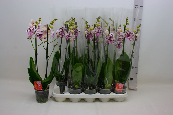 <h4>Phalaenopsis Floriclone Speechless</h4>