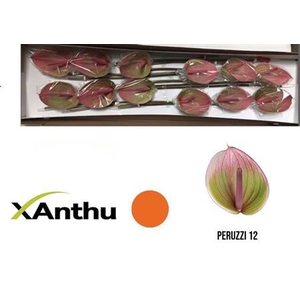 ANTH A PERUZZI X12