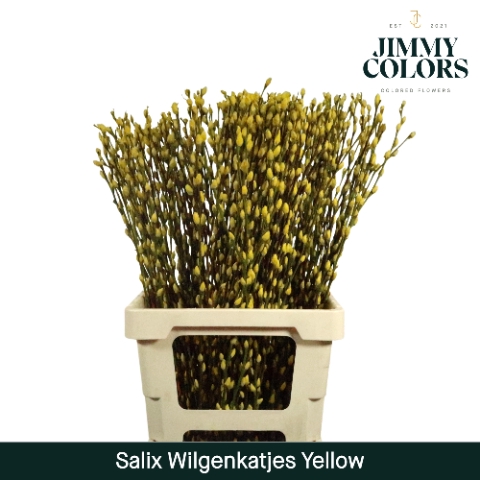 Salix Katjes L70 Yellow