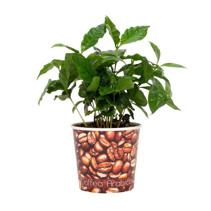 <h4>Coffea arabica (Koffieplant)</h4>