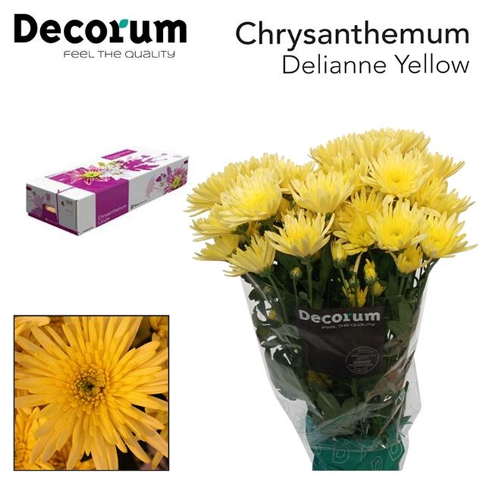 <h4>Chr tr Delianne Yellow</h4>