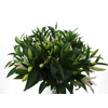 Bouquet Mono Lelie Oriental Wit x3 60cm