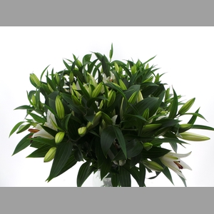 Bouquet Mono Lelie Oriental Wit x3 60cm