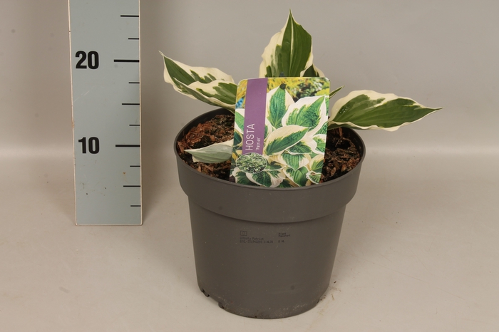 <h4>vaste planten 19 cm  Hosta Patriot afd. 1 </h4>