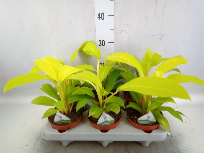 <h4>Philodendron  'Malay Gold'</h4>