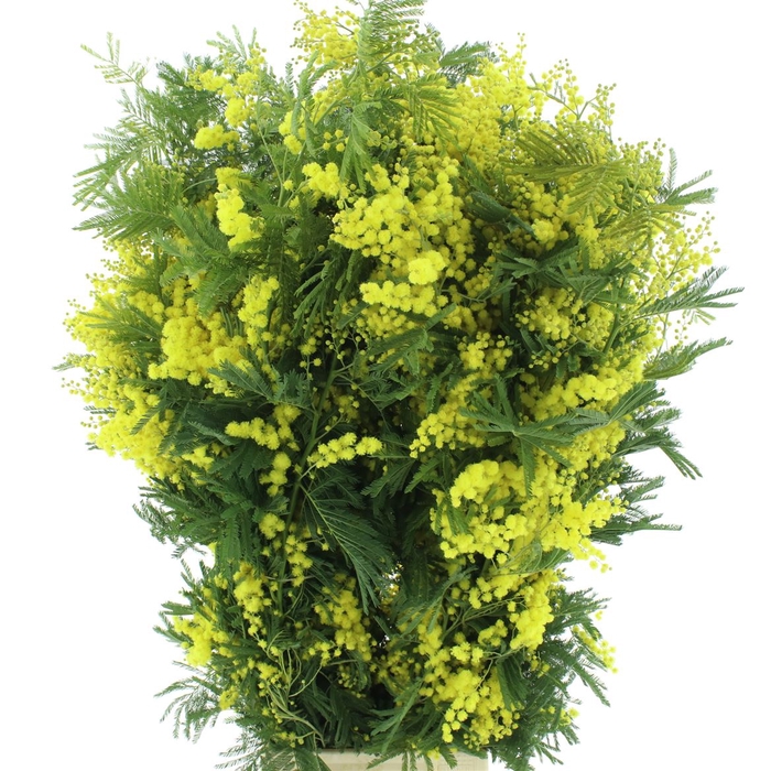 <h4>Mimosa yellow p.stem ex.</h4>