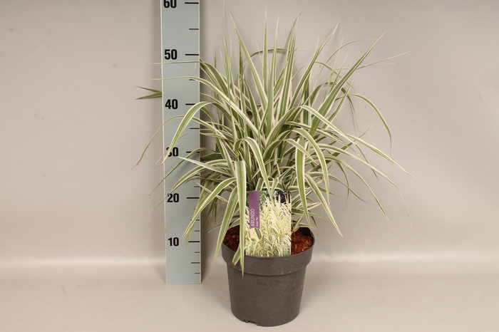 vaste planten 19 cm  Arundo Ely