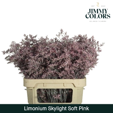 <h4>Limonium Skylight L70 Klbh. Licht roze</h4>